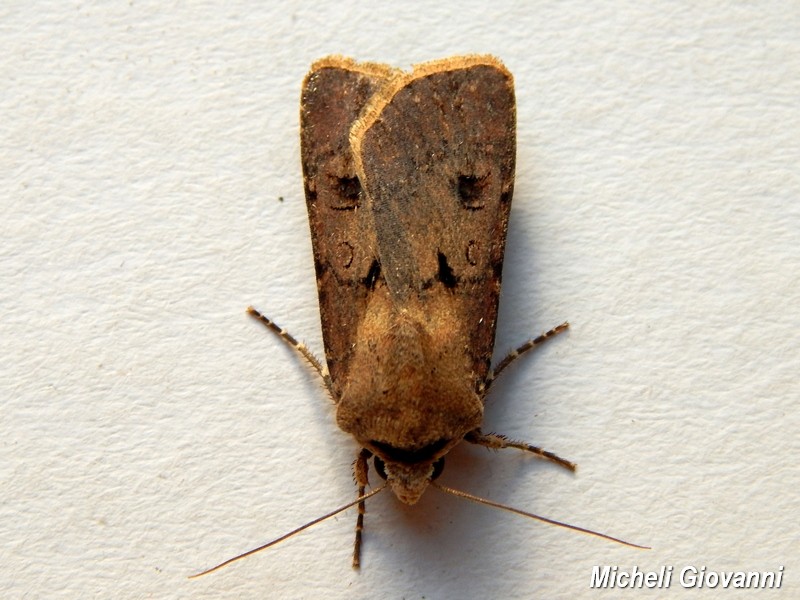 Agrotis exclamationis? S